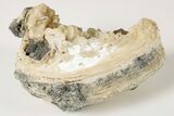 Partial Fossil Clam with Fluorescent Calcite Crystals - Ruck's Pit #191770-2